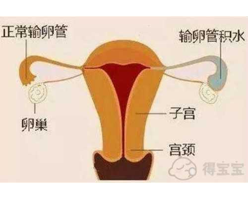 不備孕懷孕的幾率大嗎（懷孕過(guò)程）